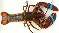 Classic New England Lobster Rolls